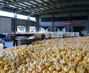 順豐快遞給手動液壓搬運車消毒,保障生鮮瓜果食品安全